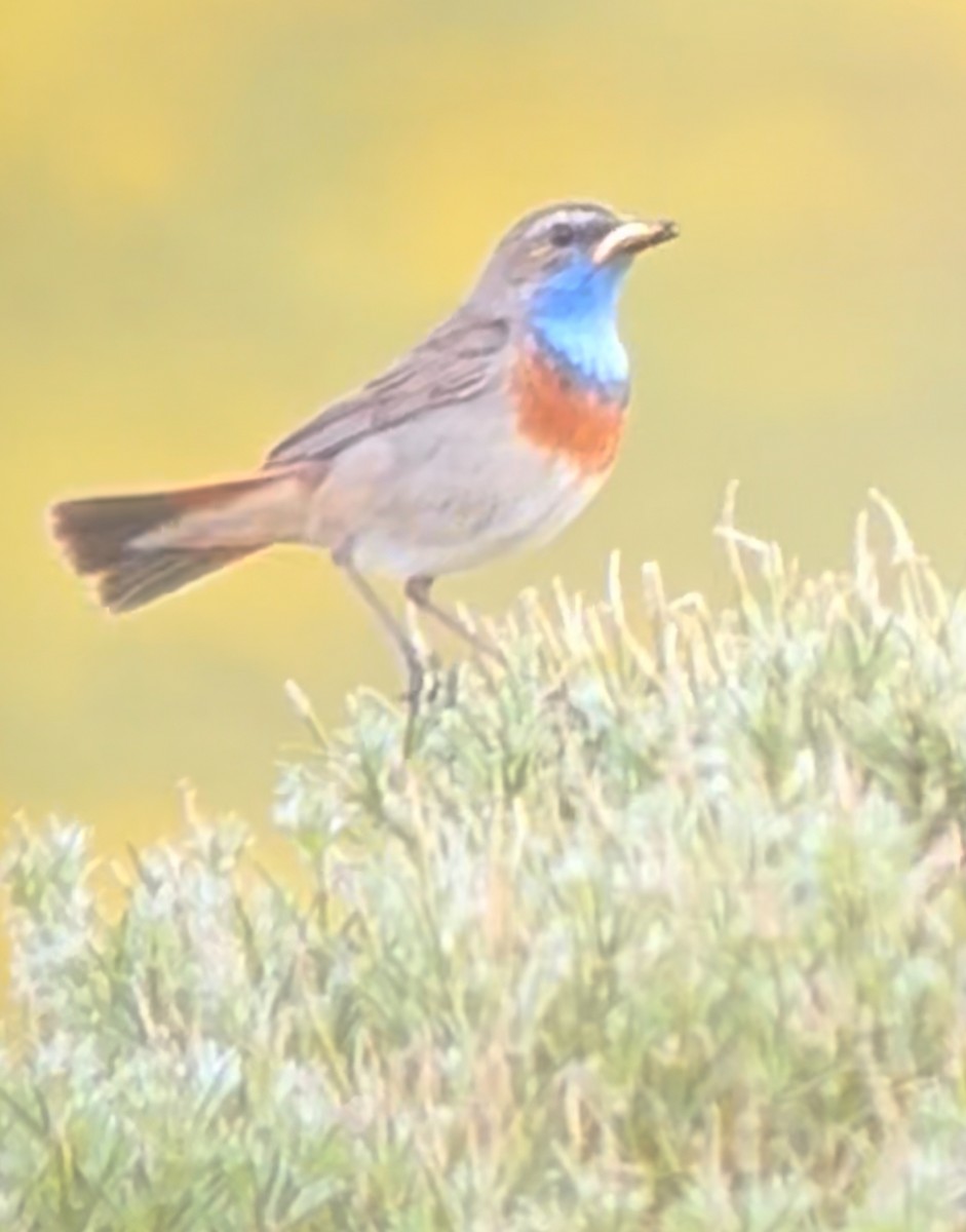 Bluethroat (Iberian) - ML637084683