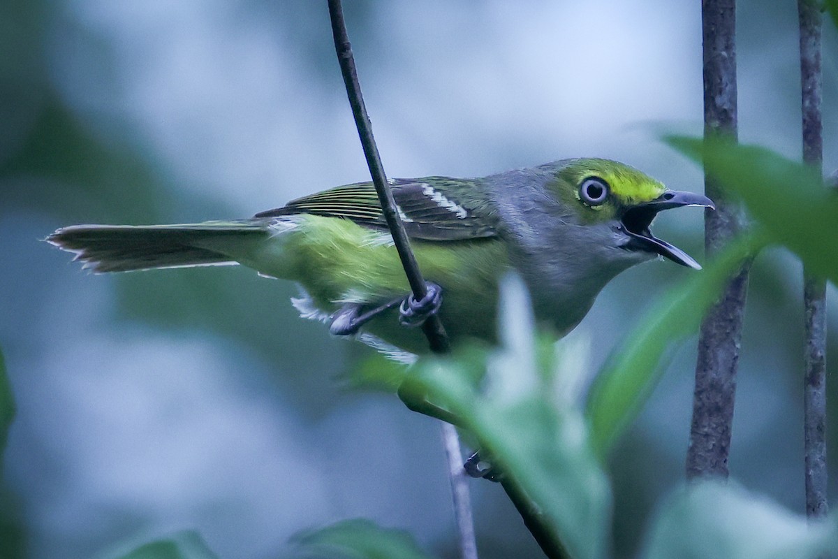 White-eyed Vireo - ML637084776