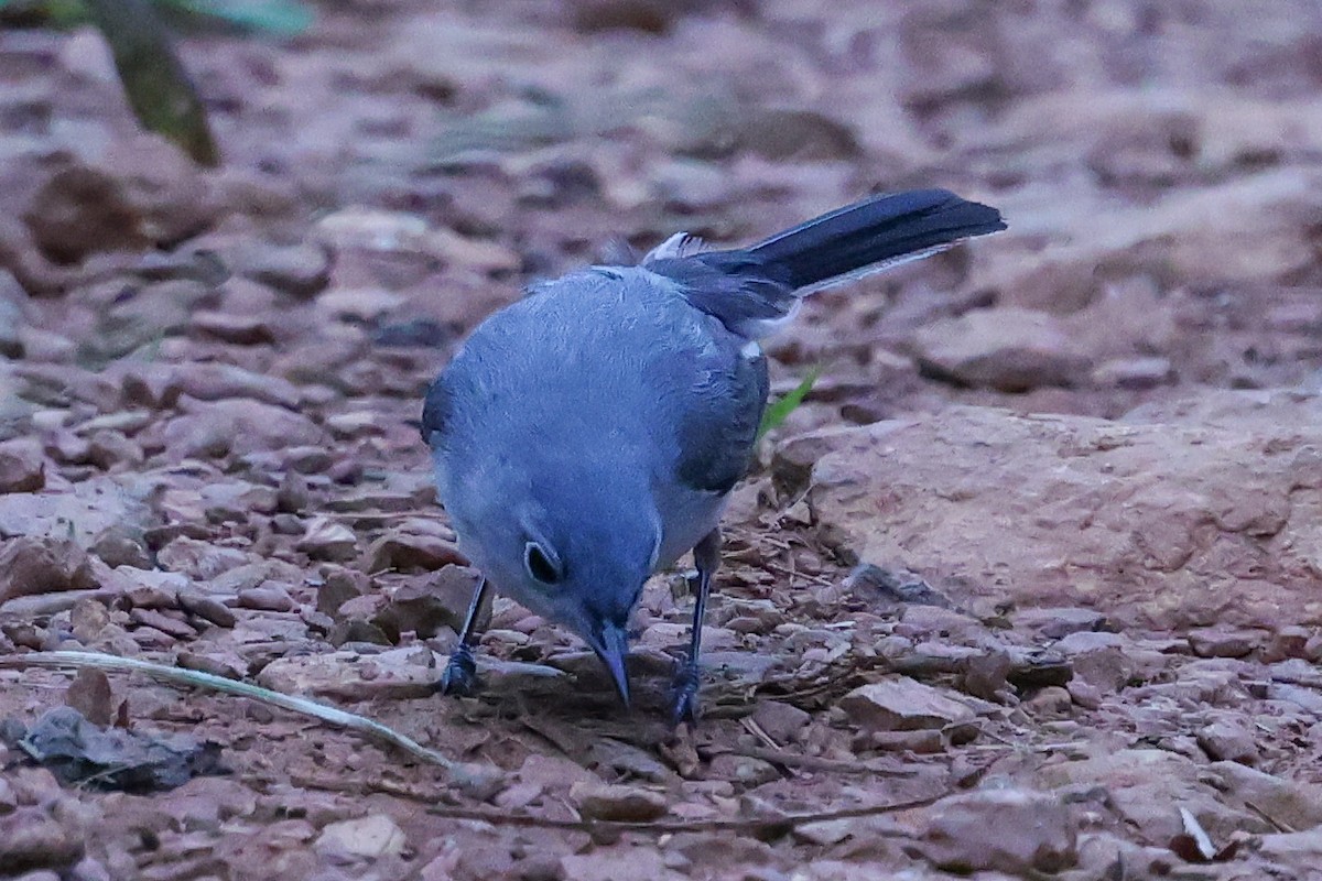 Blue-gray Gnatcatcher - ML637084782