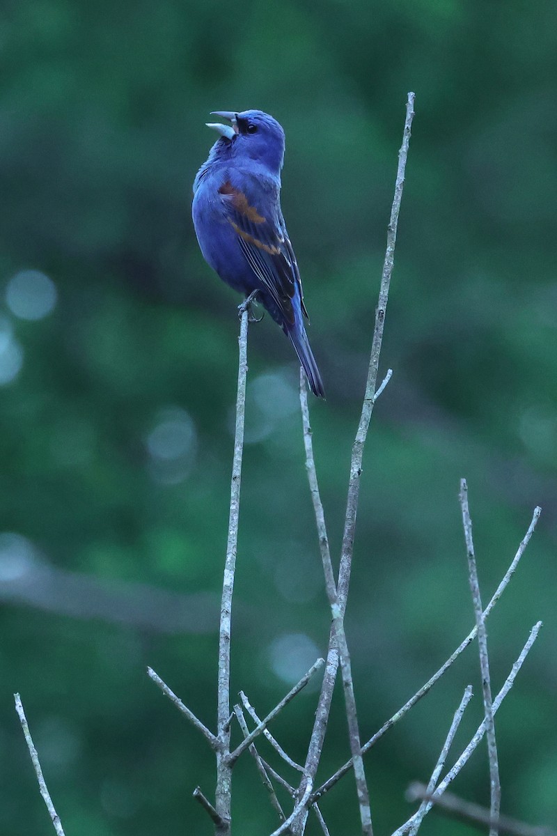 Blue Grosbeak - ML637084804