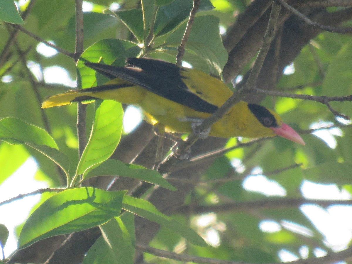 Black-naped Oriole (Philippine) - ML637084806
