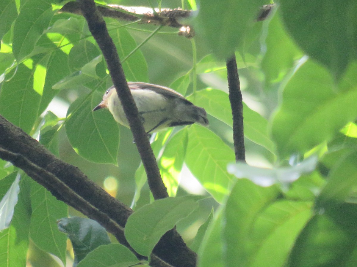 Golden-bellied Gerygone - ML637084810