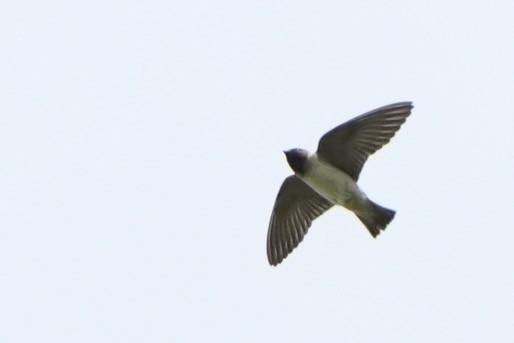 Cliff Swallow - ML637084813