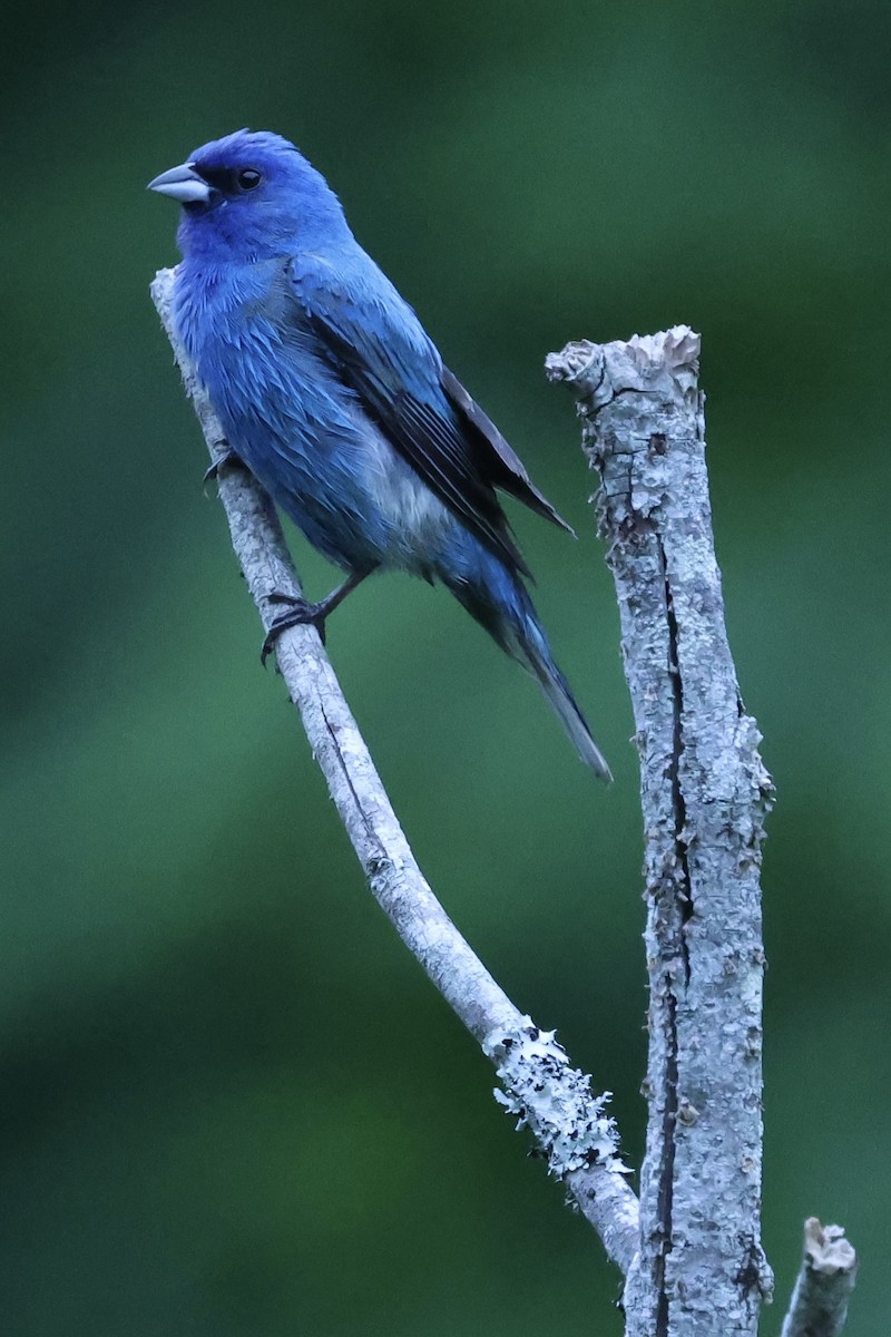 Indigo Bunting - ML637084824