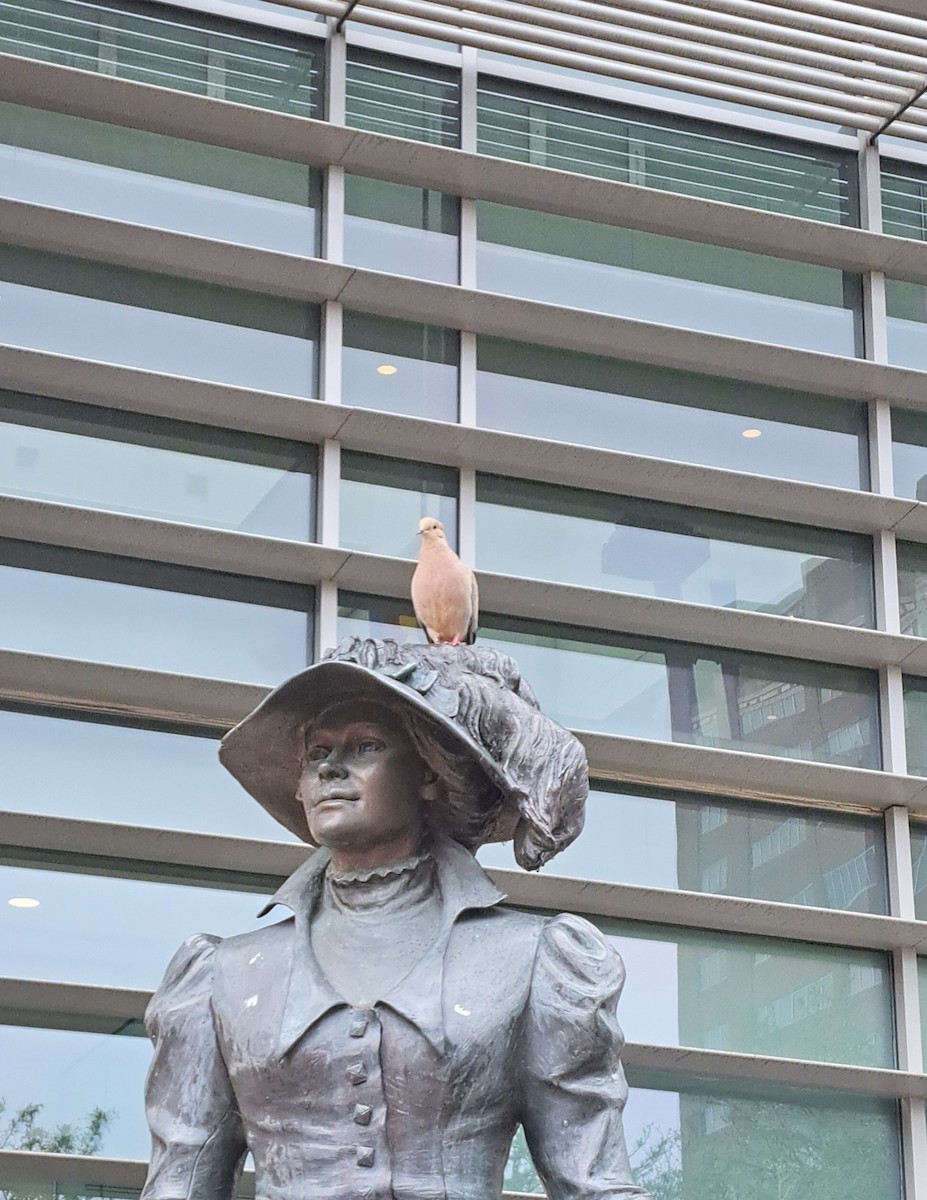 Mourning Dove - ML637084899