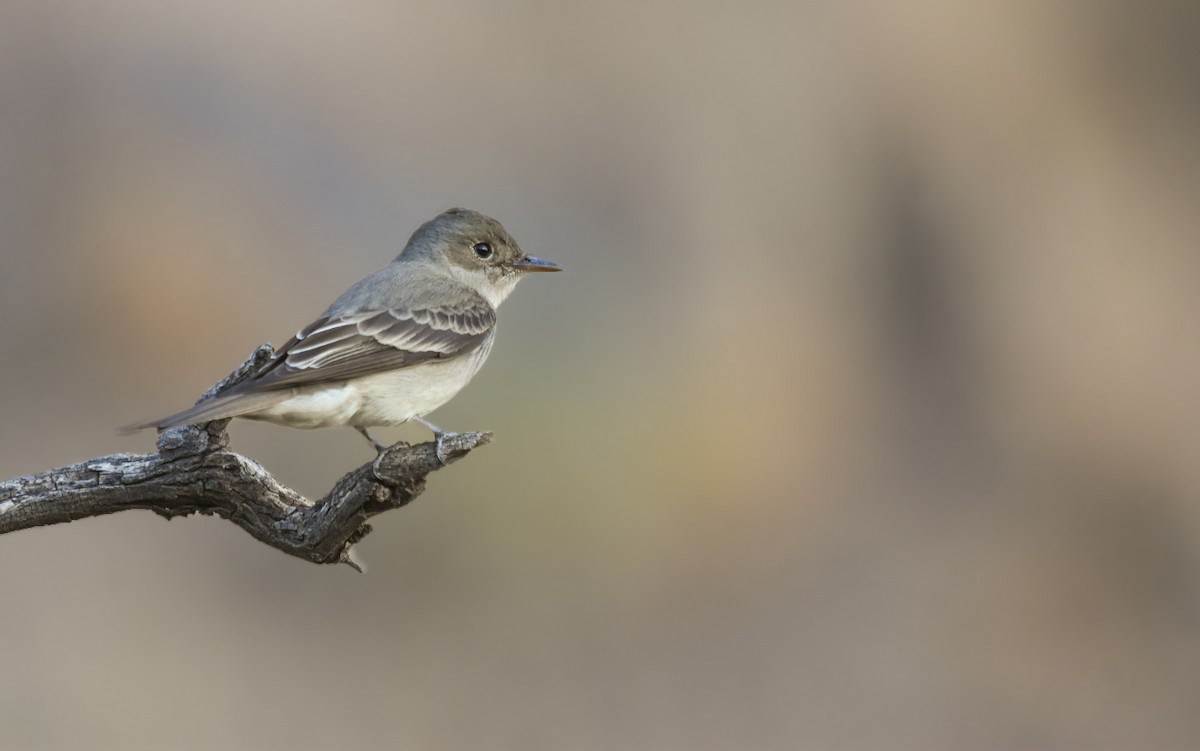 Western Wood-Pewee - ML637084982