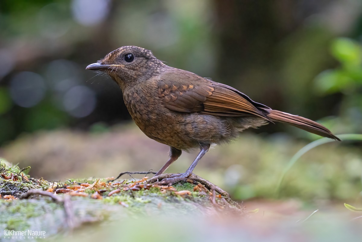 Large Niltava - ML637085124