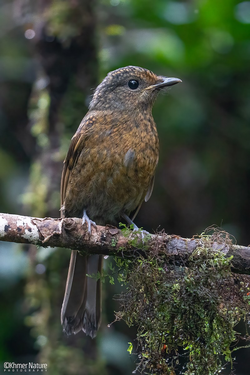 Large Niltava - ML637085195