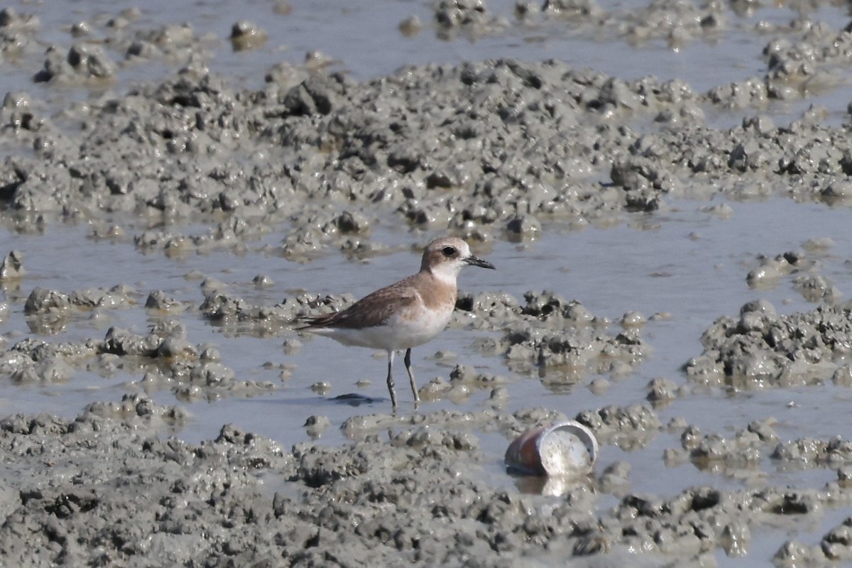 Greater Sand-Plover - ML637085199
