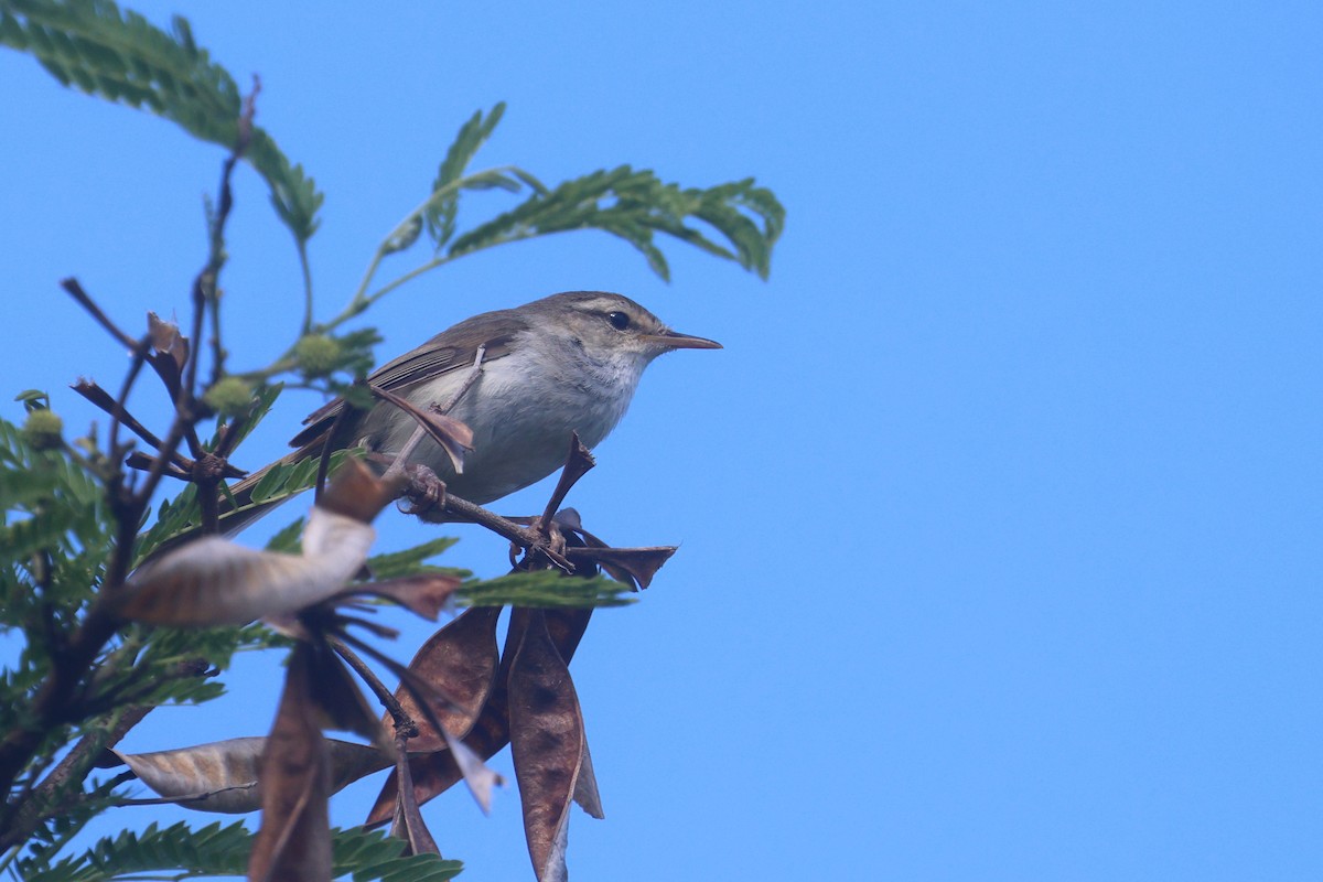 Japanese Bush Warbler - ML637085217