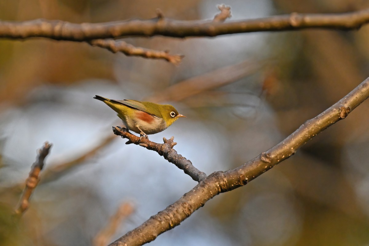 Chestnut-flanked White-eye - ML637085230