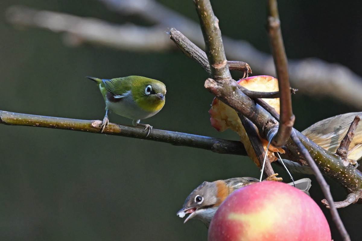 Chestnut-flanked White-eye - ML637085232