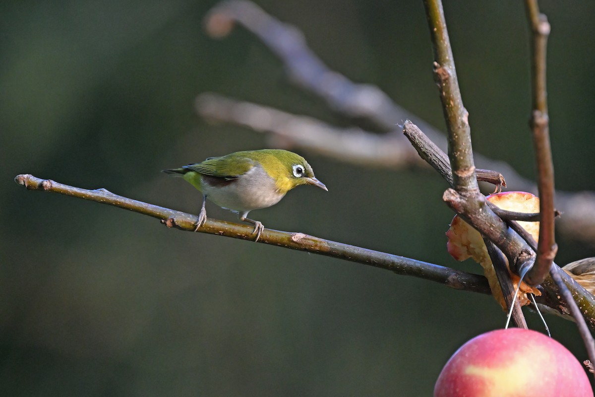 Chestnut-flanked White-eye - ML637085233