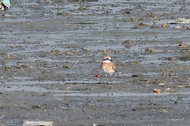 Tibetan Sand-Plover - ML637085237