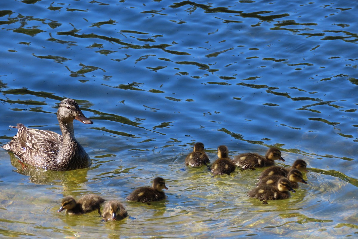 Mallard - ML637085356