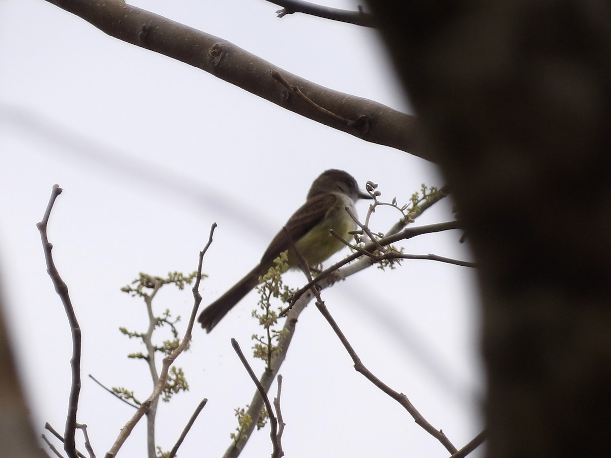 Dusky-capped Flycatcher - ML637085416