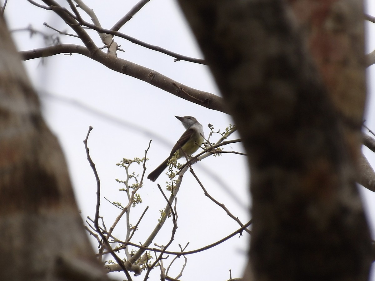 Dusky-capped Flycatcher - ML637085417