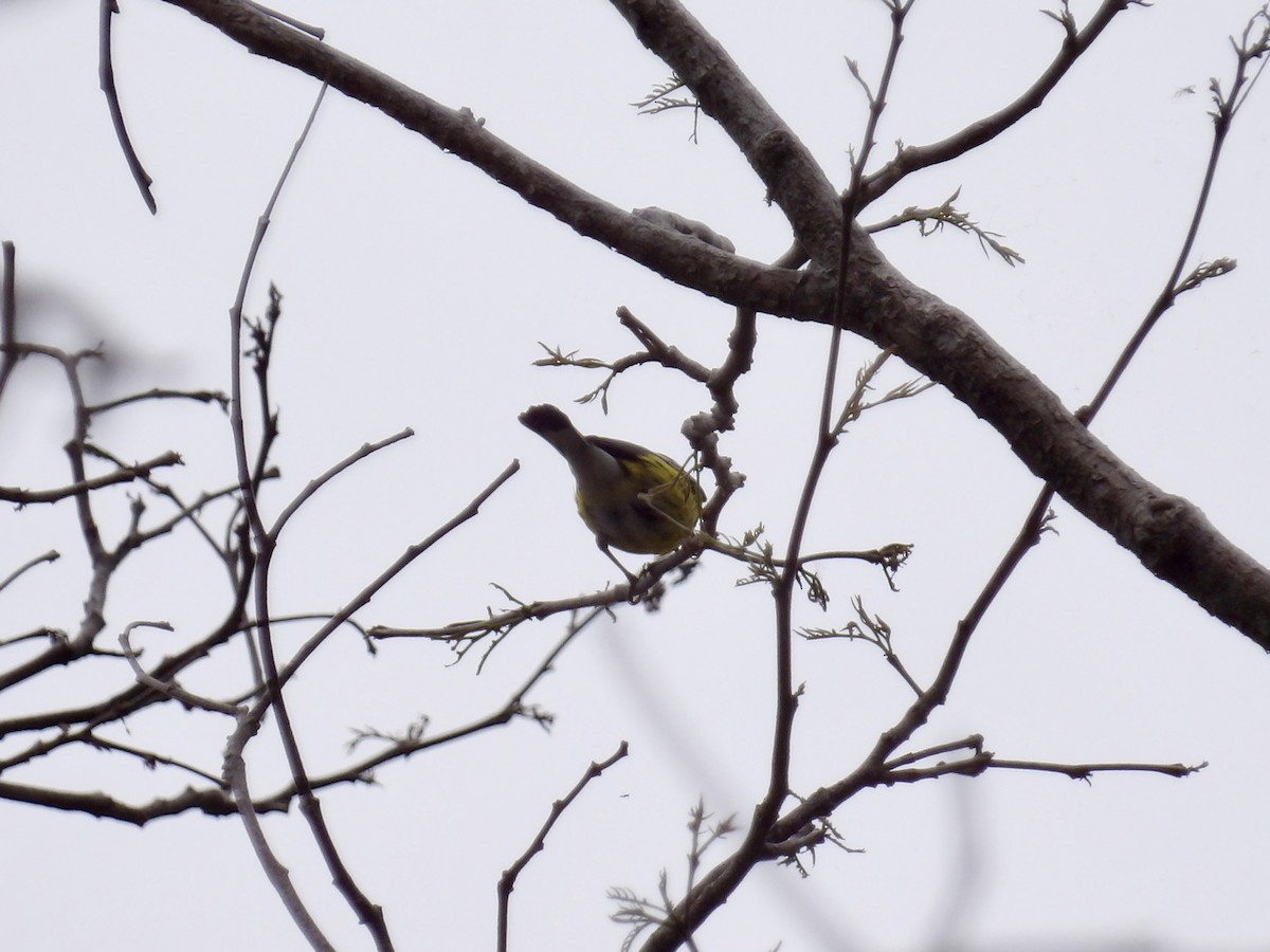 Magnolia Warbler - ML637085456