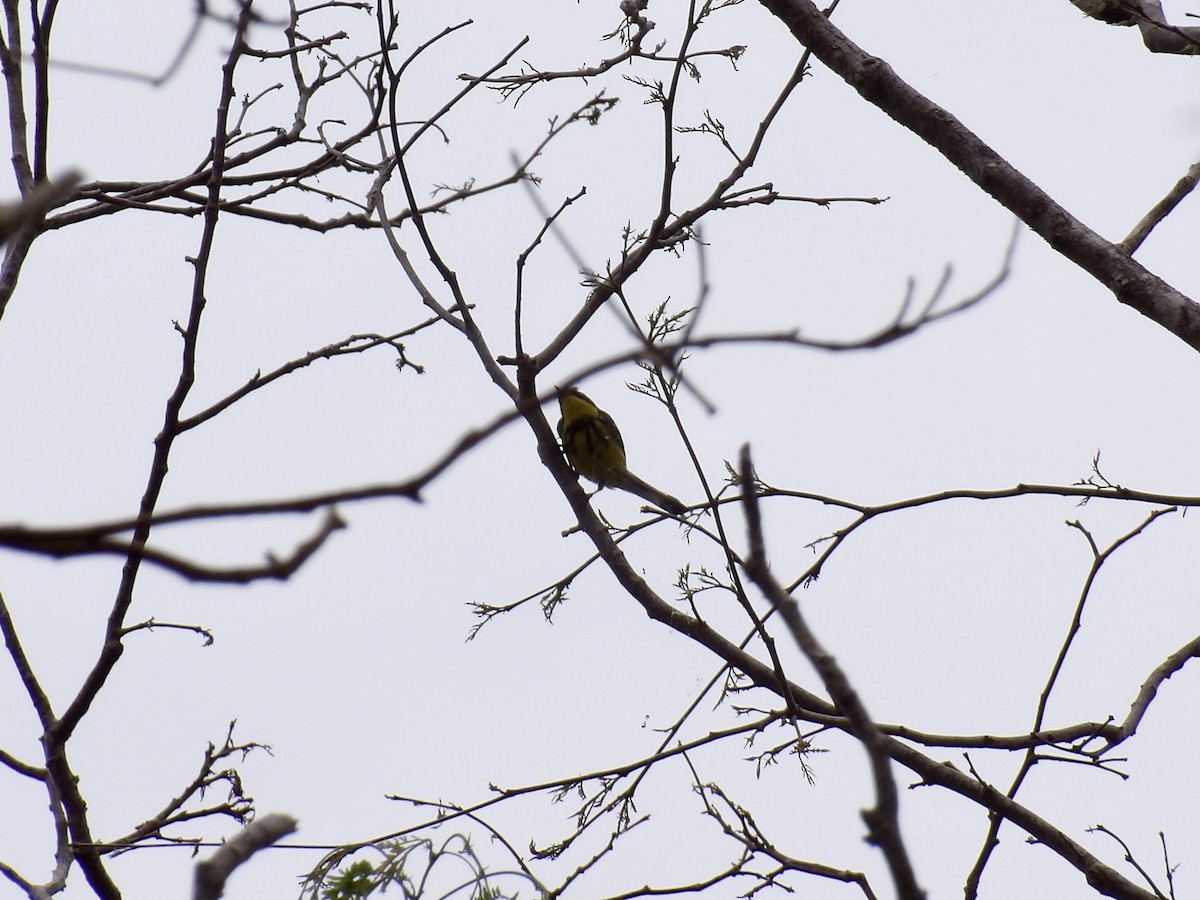 Magnolia Warbler - ML637085457