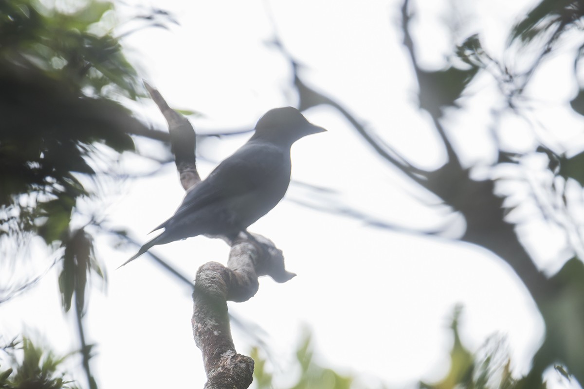 Sunda Cuckooshrike - ML637085494