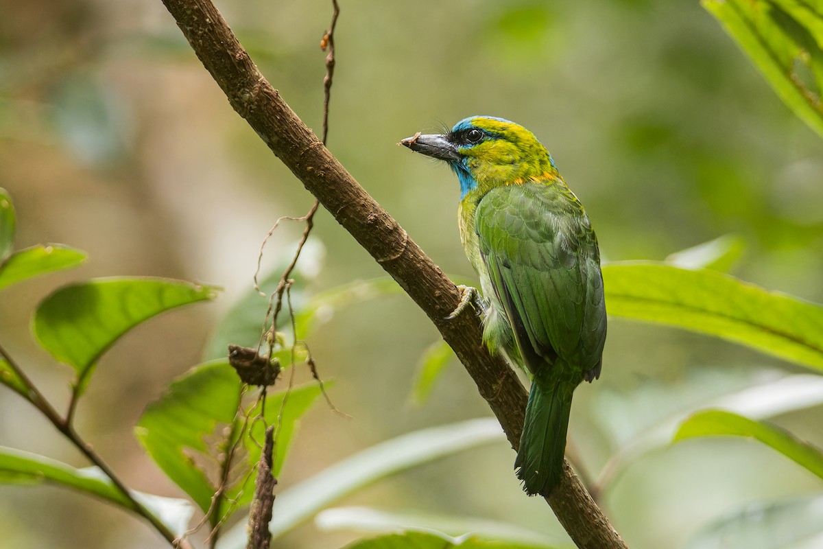 Golden-naped Barbet - ML637085498
