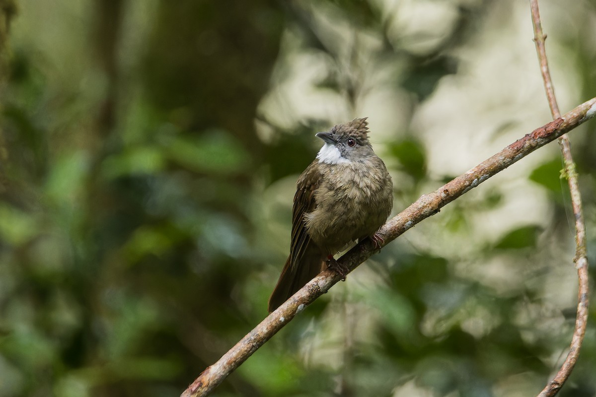 Penan Bulbul (Penan) - ML637085524