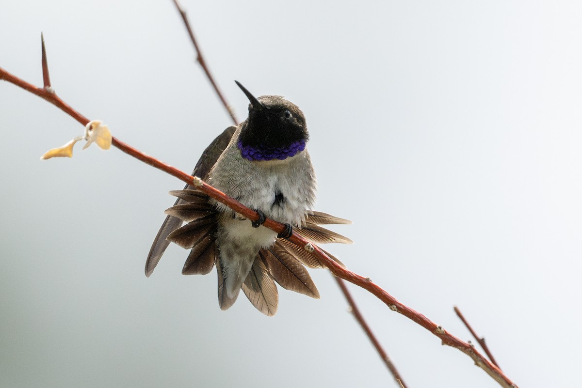 Black-chinned Hummingbird - ML637085610