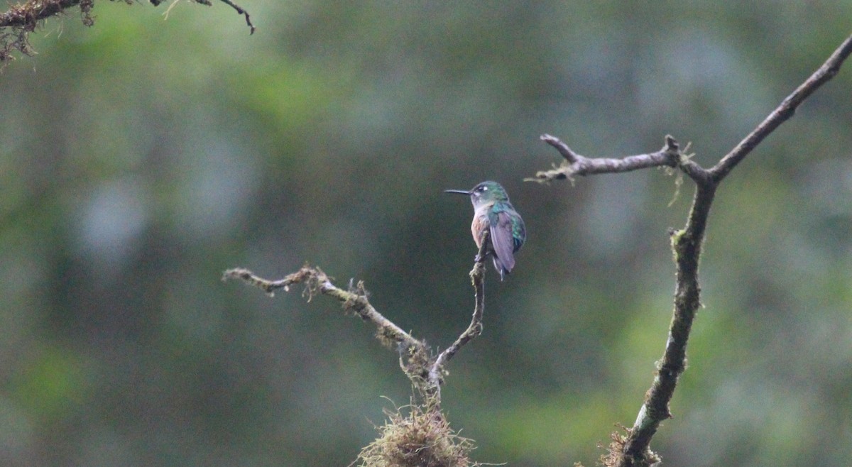 Amethyst-throated Sunangel - ML637085612