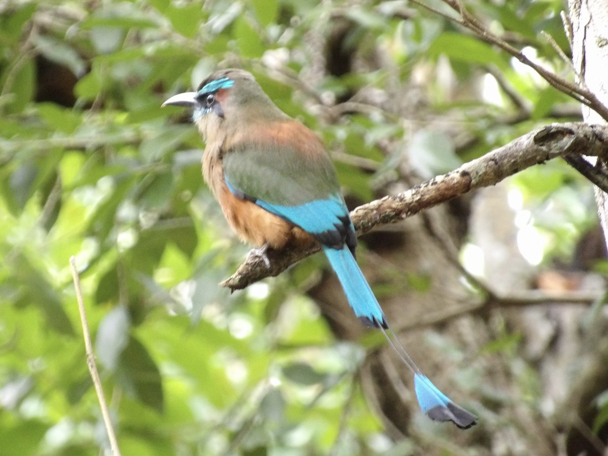 Turquoise-browed Motmot - ML637085642