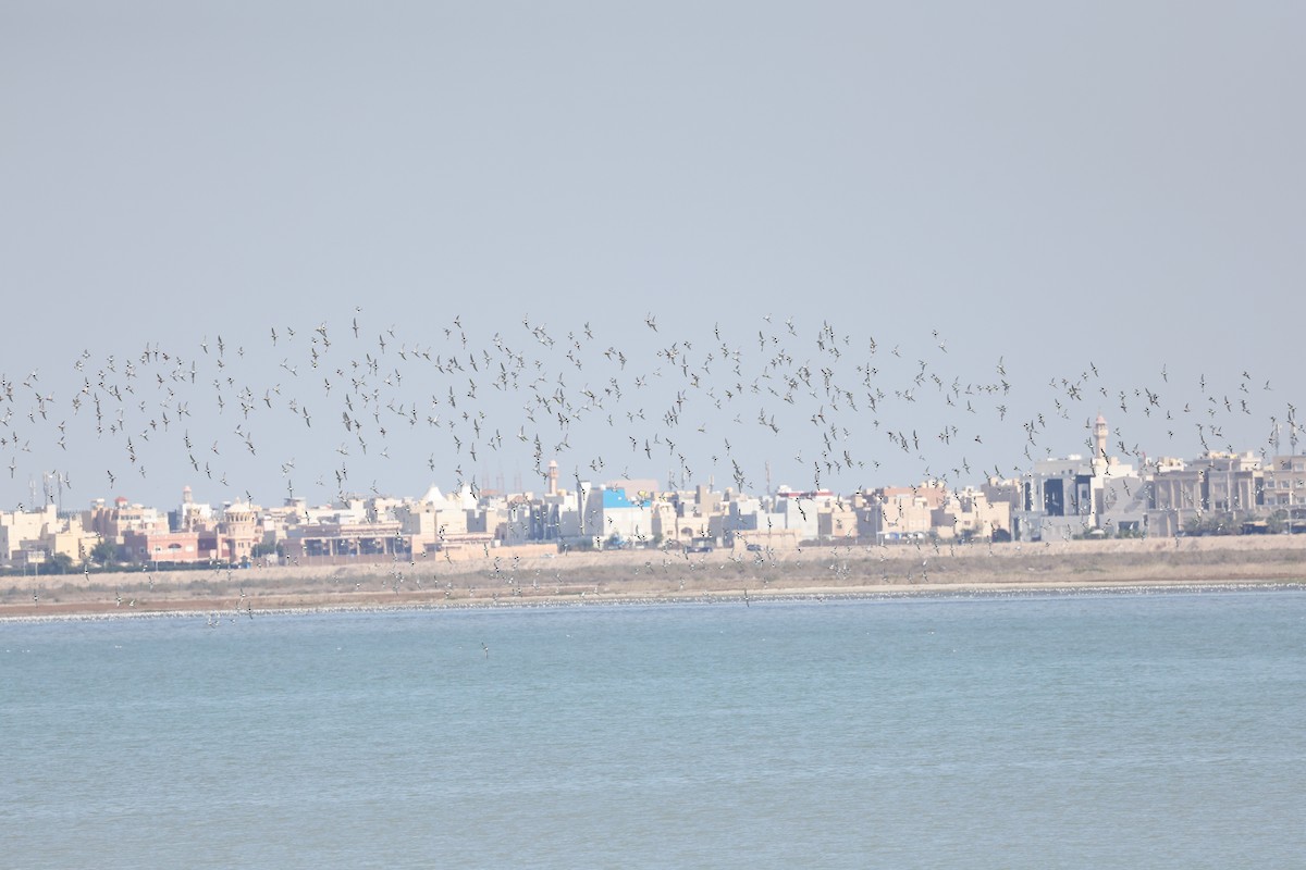 Black-bellied Plover - ML637085660
