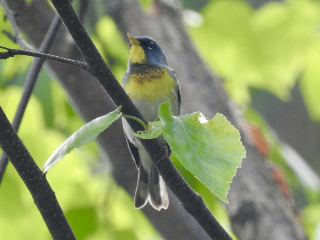 lesňáček lišejníkový - ML637085690