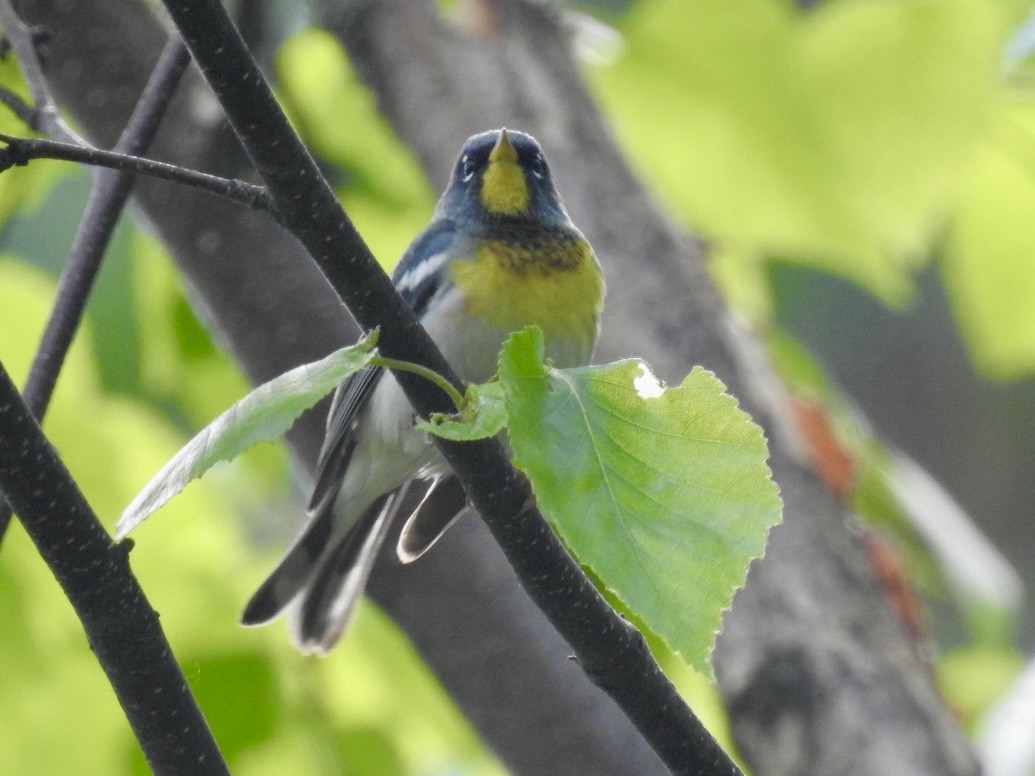 lesňáček lišejníkový - ML637085691