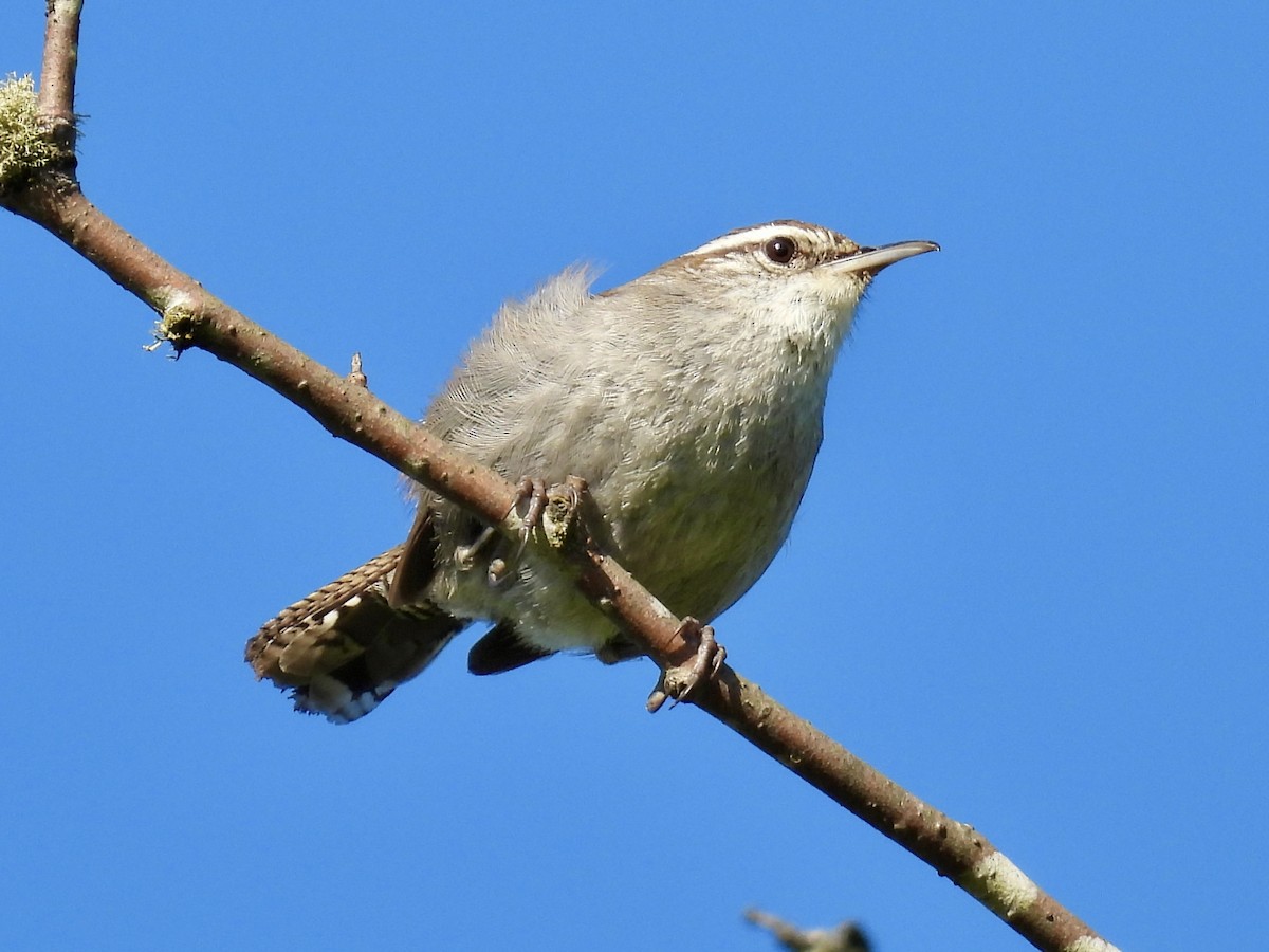 Bewick's Wren - ML637085778