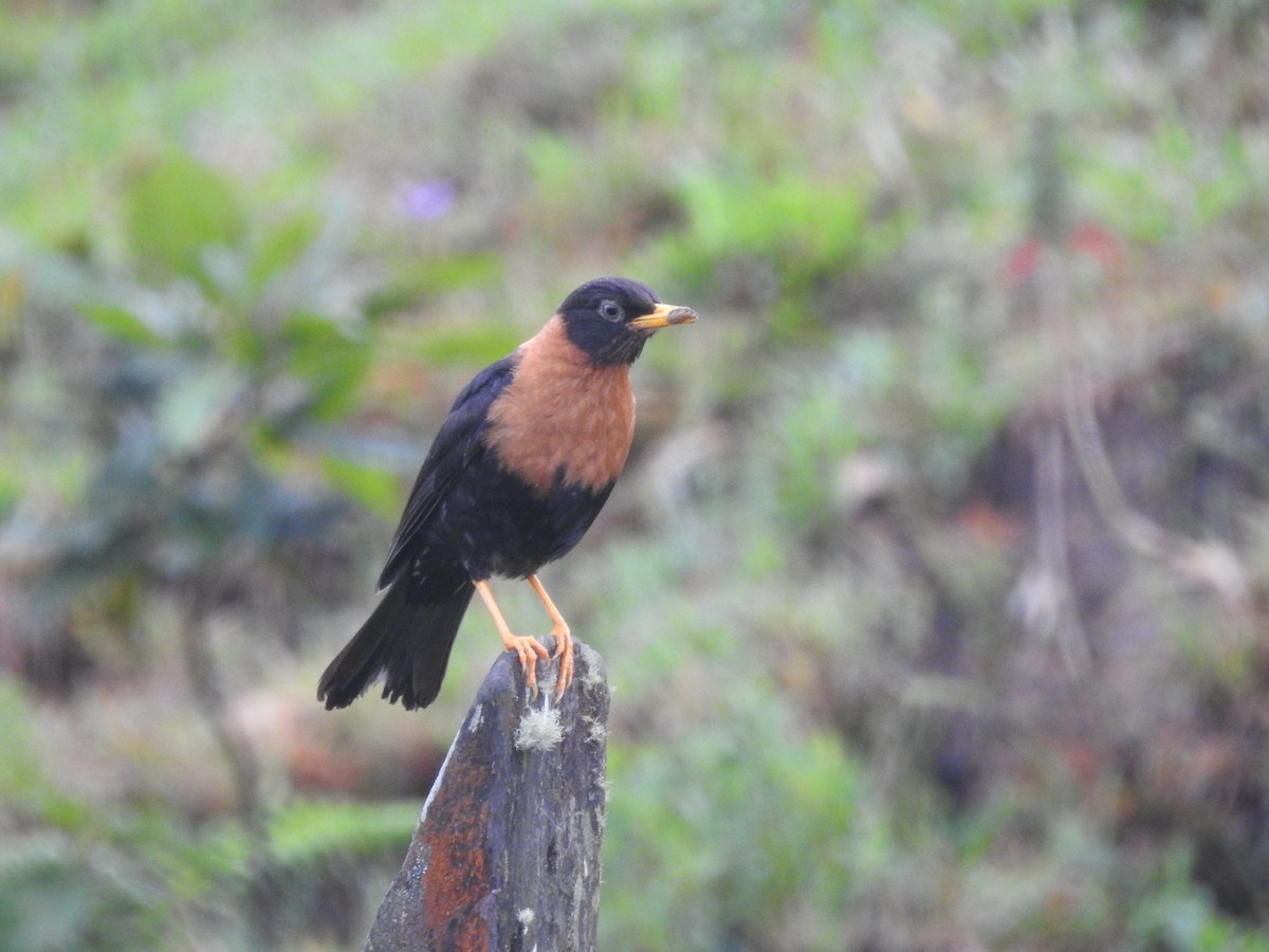 Rufous-collared Robin - ML637085902
