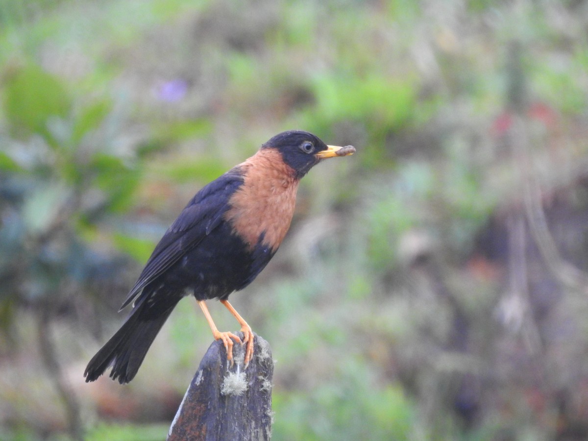 Rufous-collared Robin - ML637085903