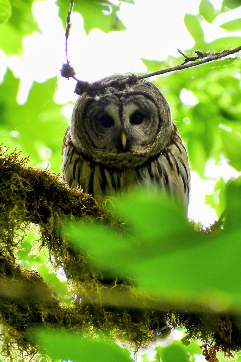 Barred Owl - ML637085921