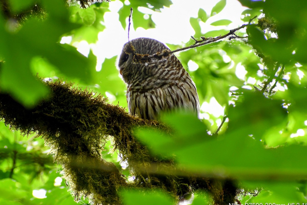 Barred Owl - ML637085922