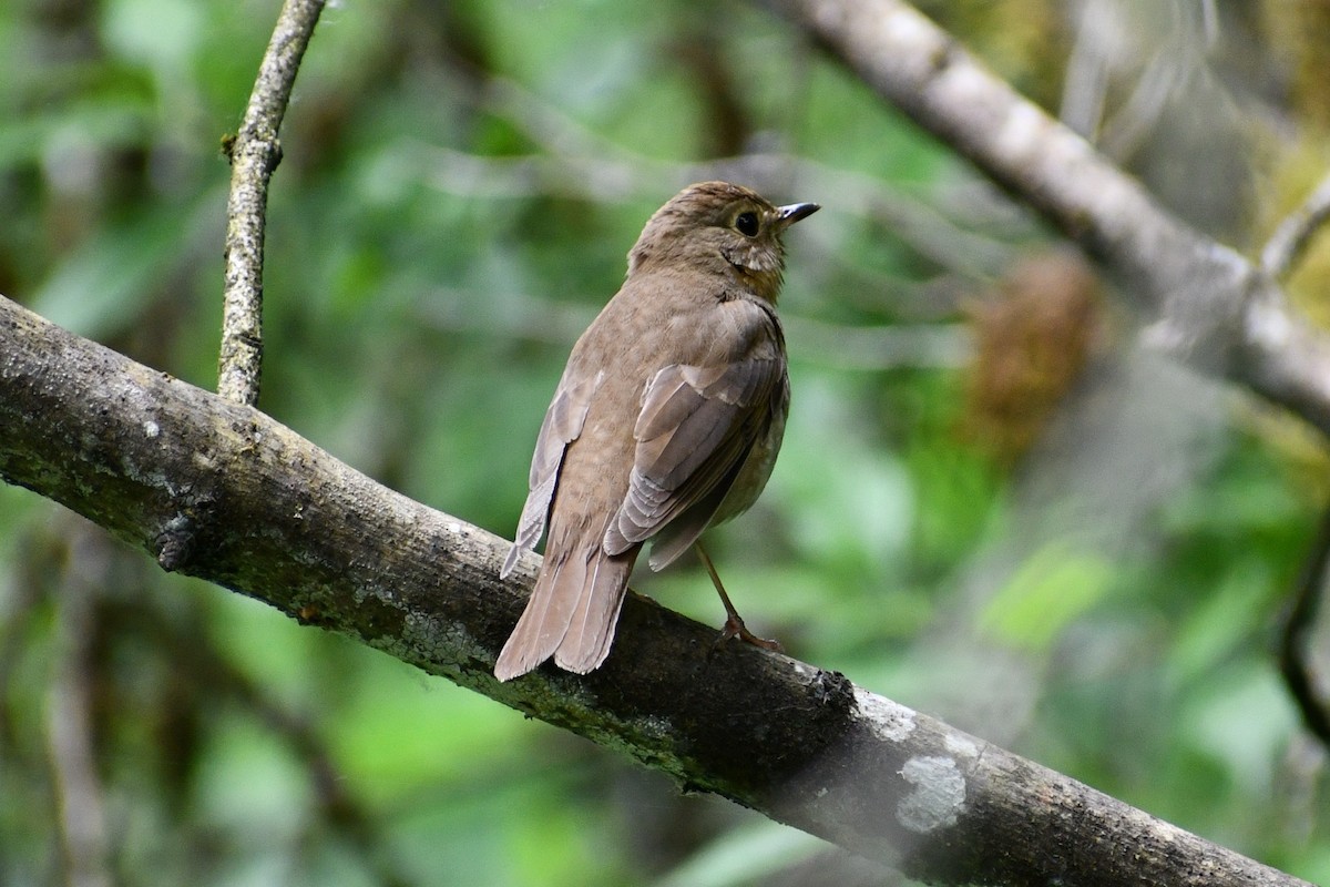 Swainson's Thrush - ML637085955