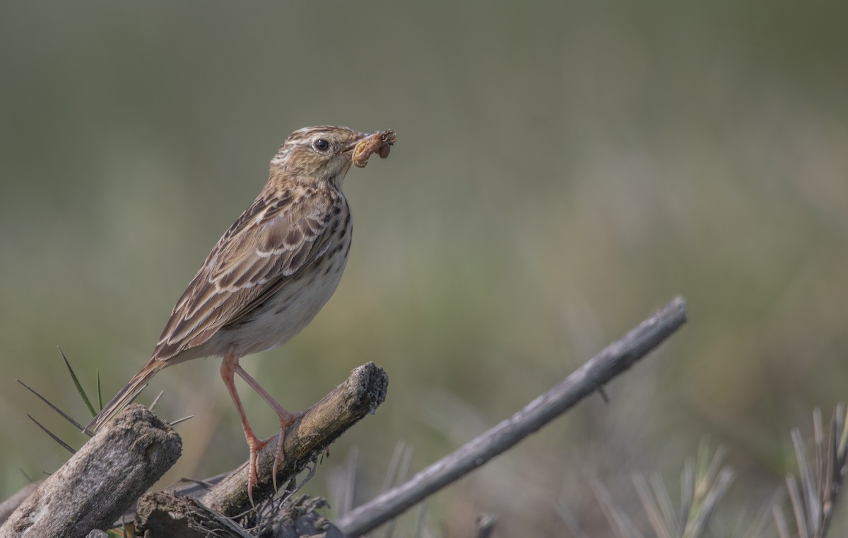 Peruvian Pipit - ML637085992