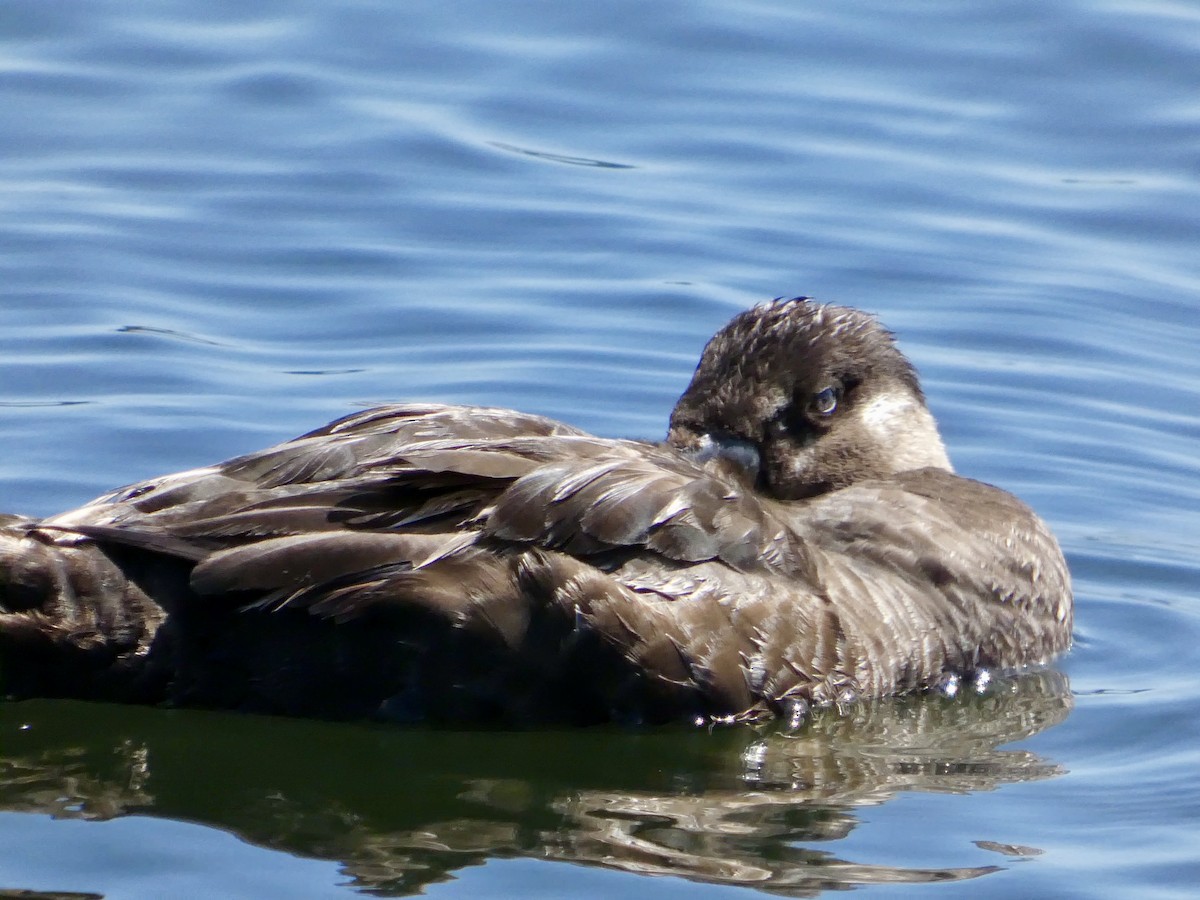 Surf Scoter - ML637086080