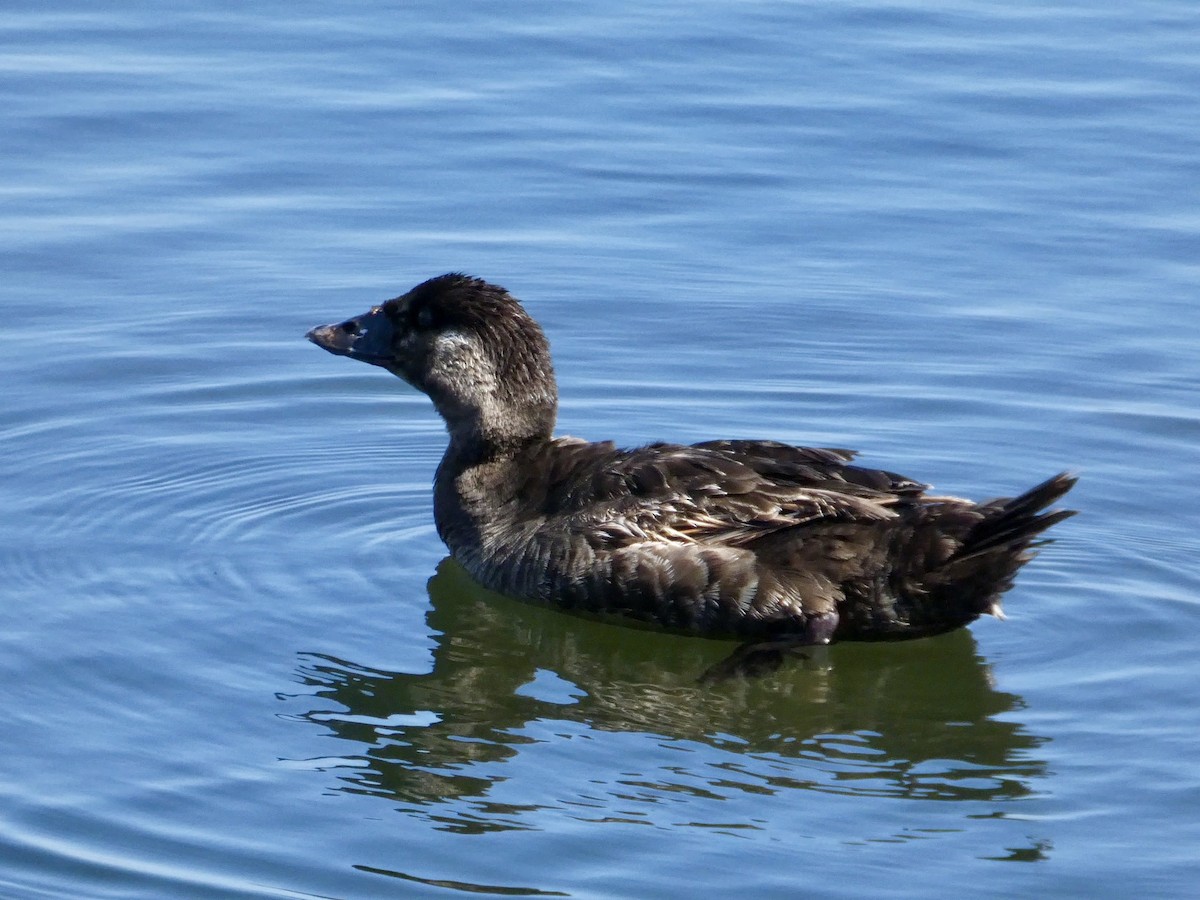 Surf Scoter - ML637086081