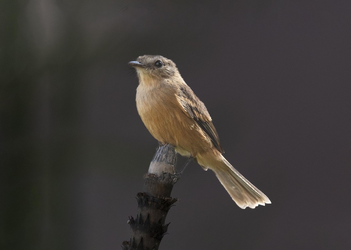 Rufescent Flycatcher - ML637086177