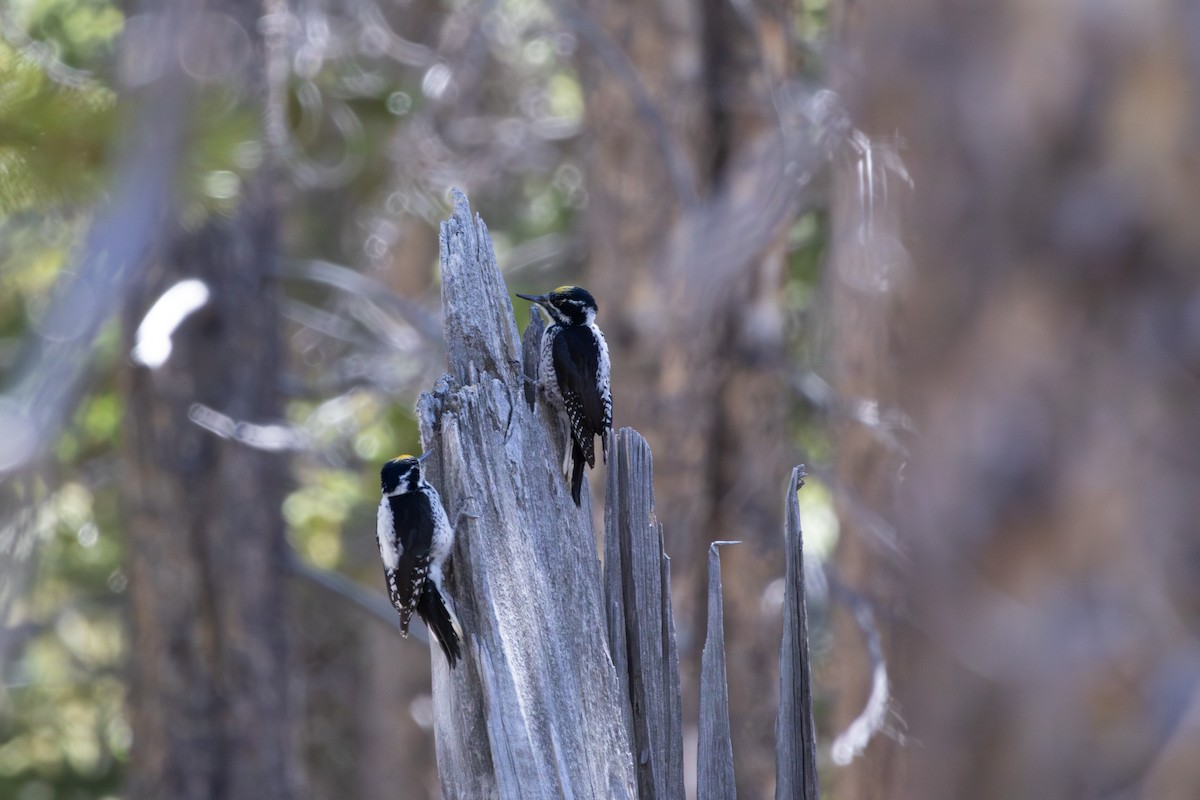 American Three-toed Woodpecker - ML637086185