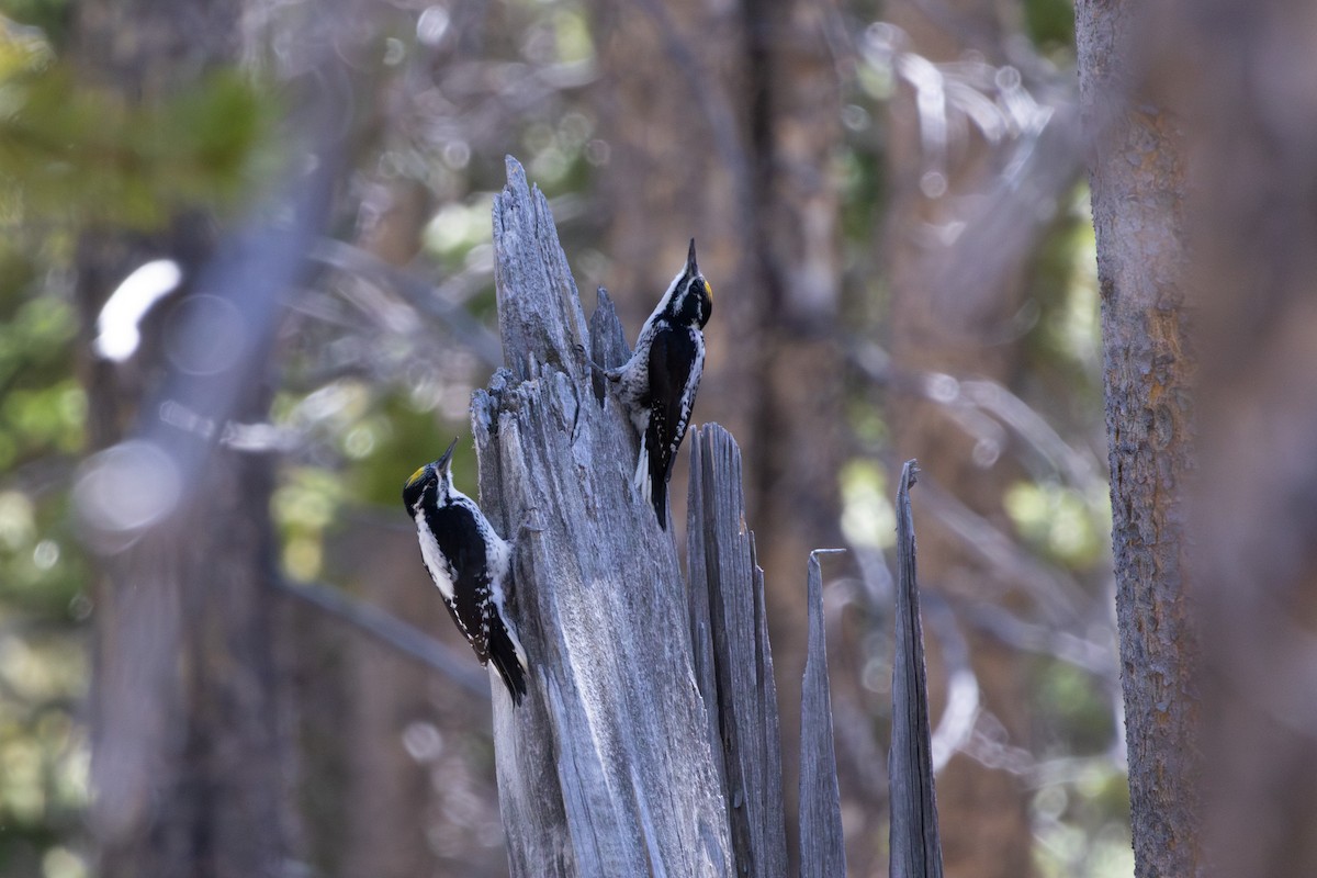 American Three-toed Woodpecker - ML637086186
