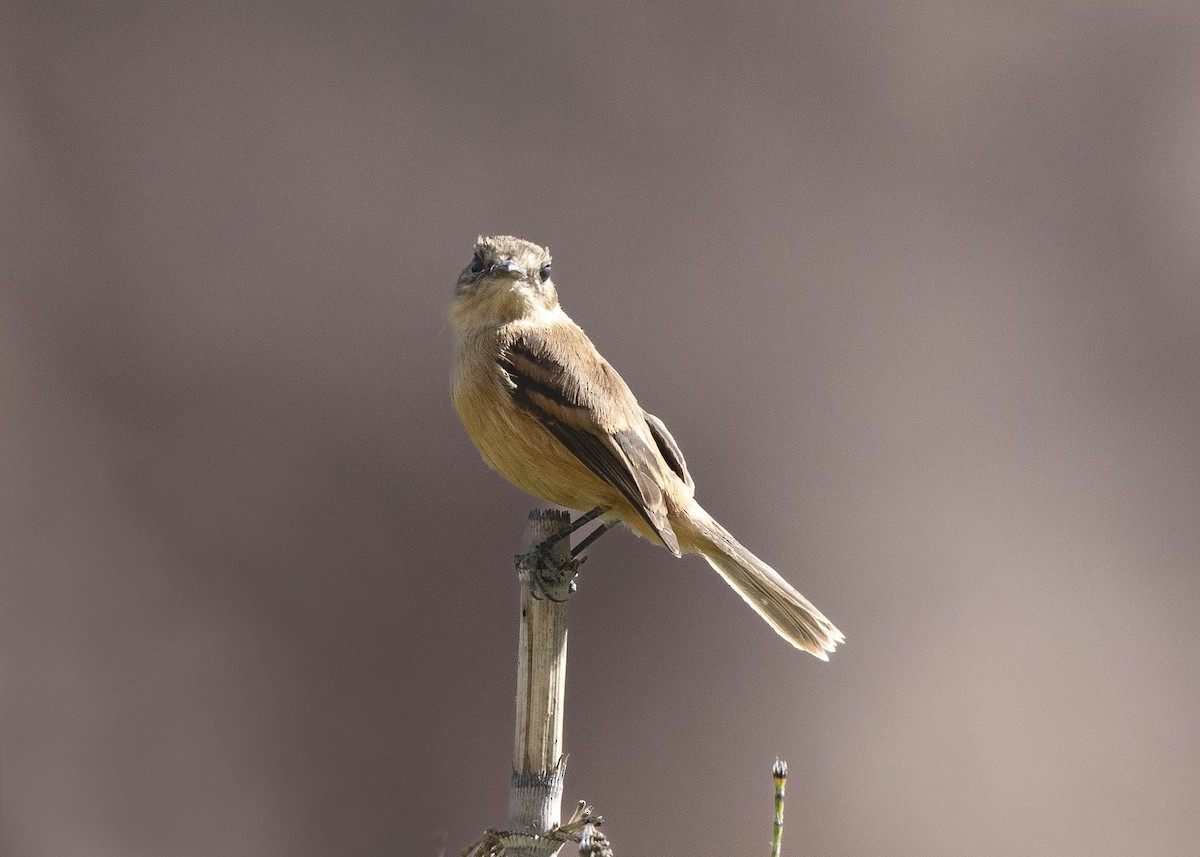 Rufescent Flycatcher - ML637086189