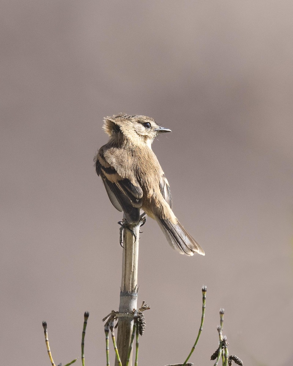 Rufescent Flycatcher - ML637086190