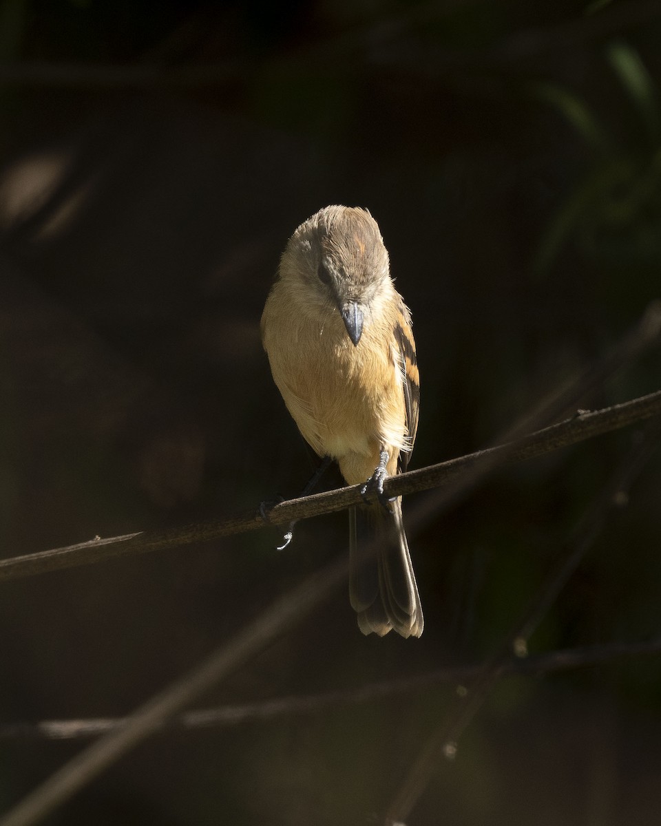 Rufescent Flycatcher - ML637086191