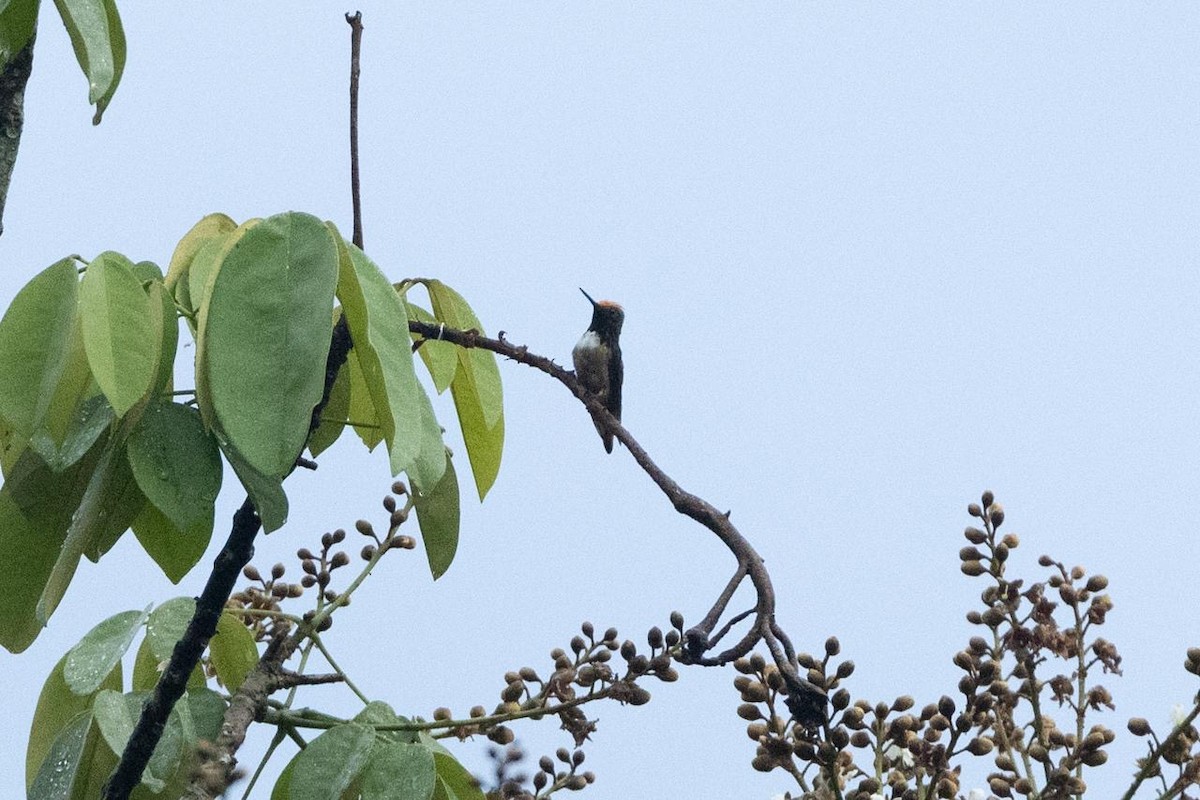 Short-crested Coquette - ML637086238