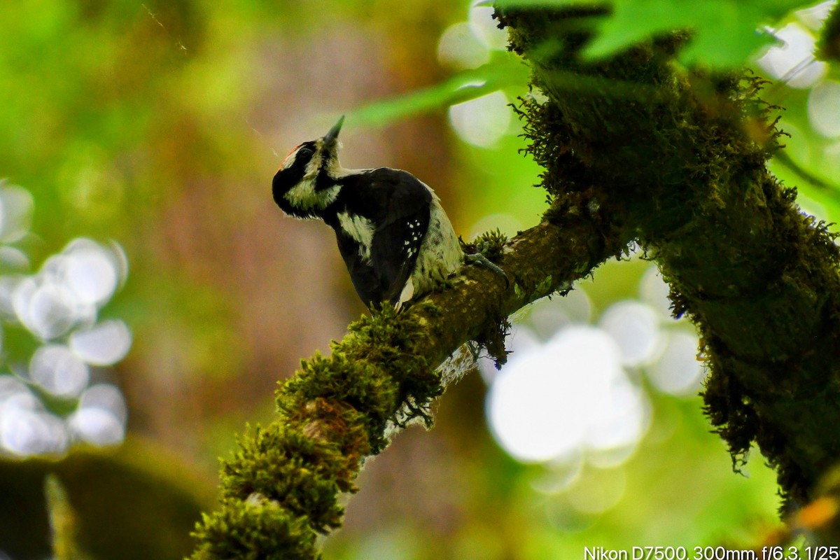 Hairy Woodpecker - ML637086258