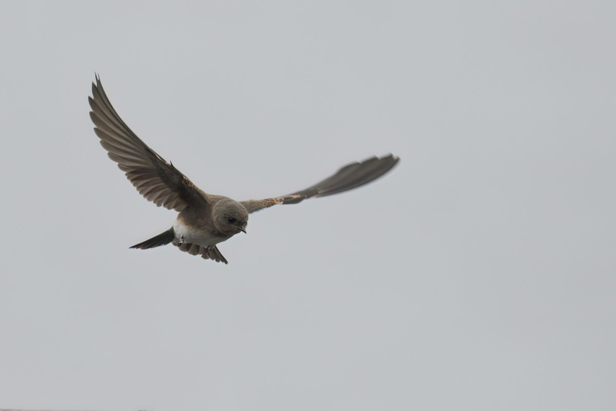 Plain Martin - ML637086574